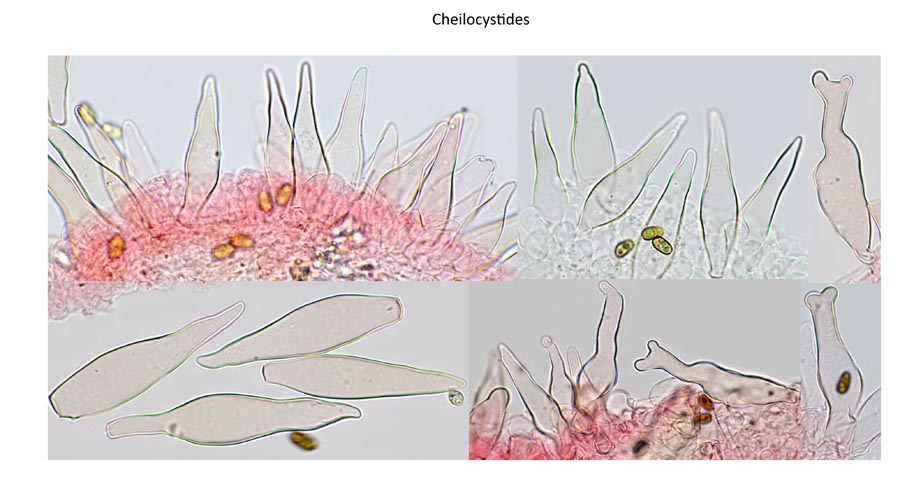 Psathyrella spintrigeroides