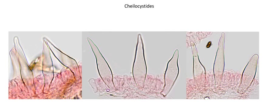 Psathyrella spintrigeroides