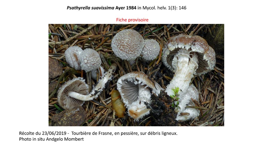 Psathyrella suavissima