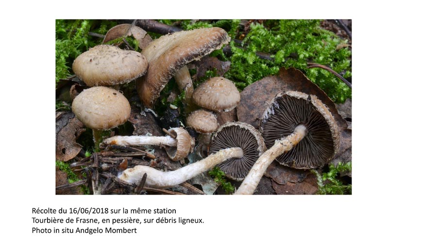 Psathyrella suavissima