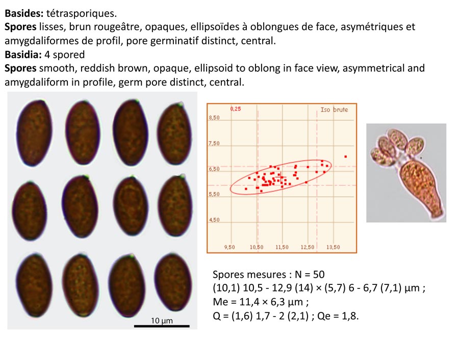 Psathyrella supernula