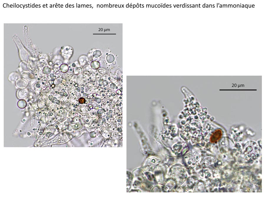 Psathyrella supernula