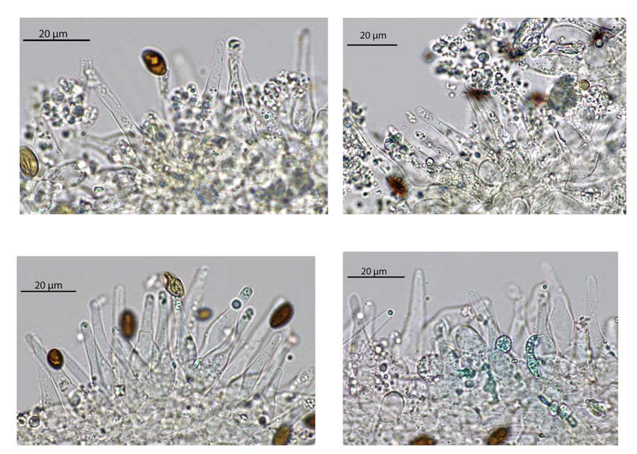 Psathyrella supernula