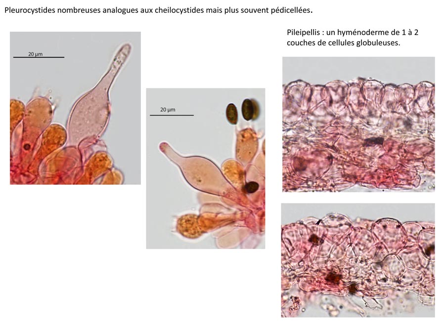 Psathyrella supernula