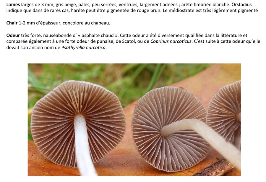 Psathyrella spernula (D. Deschuyteneer)