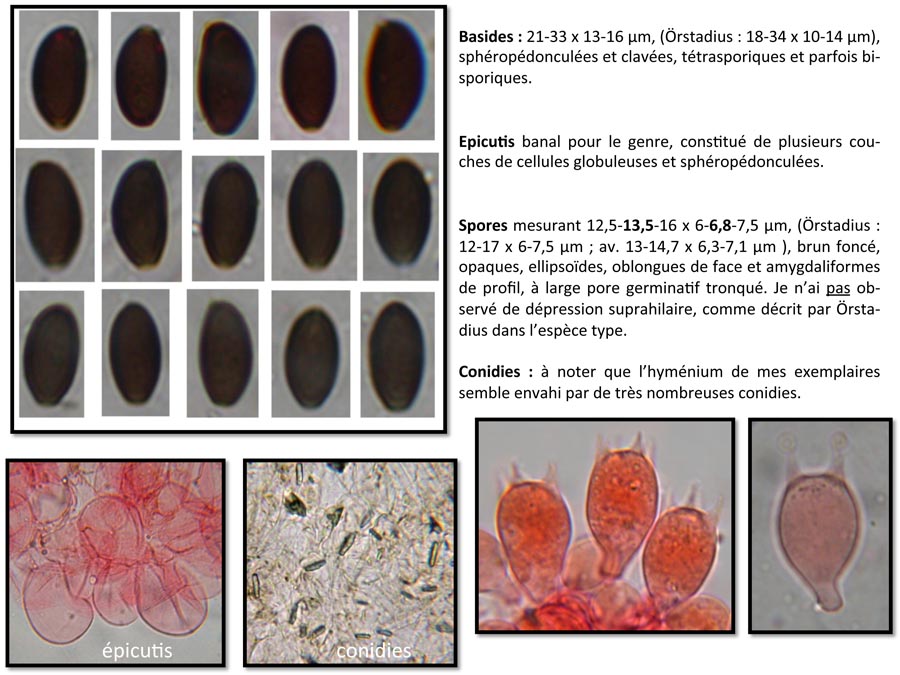 Psathyrella tenera