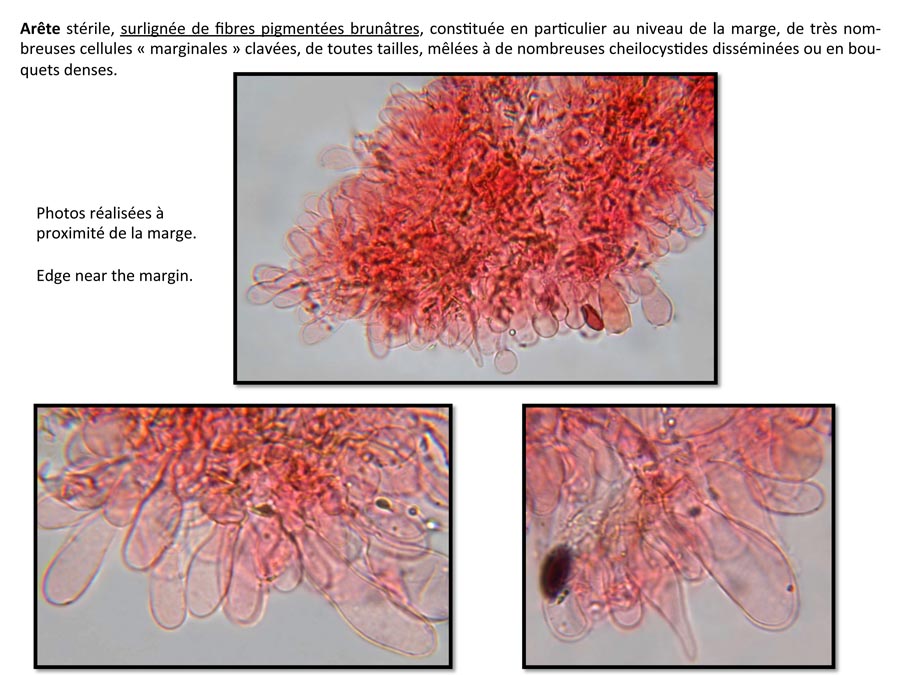 Psathyrella tenera