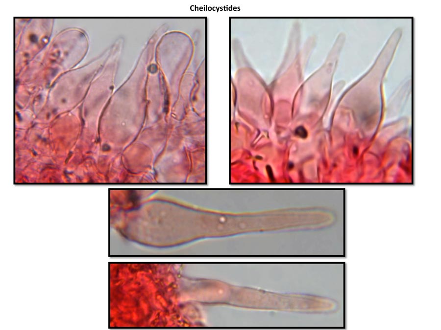 Psathyrella tenera