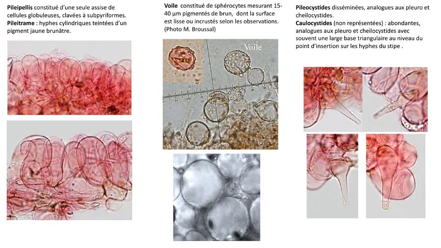 Psathyrella tenuicula