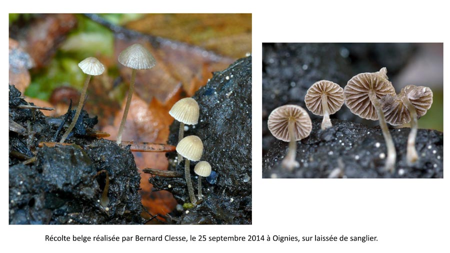 Psathyrella tenuicula