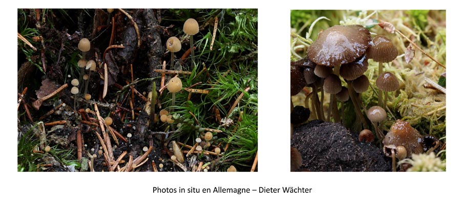 Psathyrella tenuicula