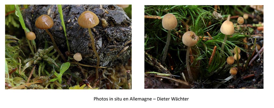 Psathyrella tenuicula