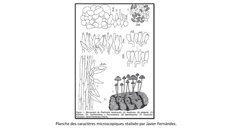 Psathyrella tenuicula