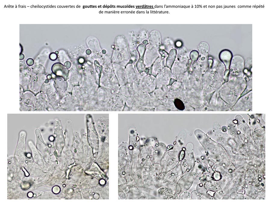 Psathyrella tephrophylla