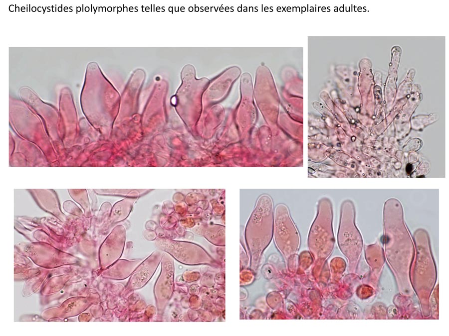 Psathyrella tephrophylla