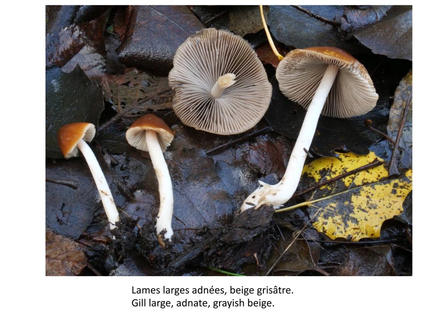 Psathyrella tephrophylla