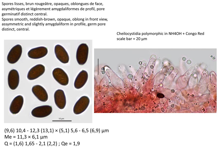 Psathyrella tephrophylla