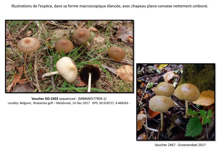 Psathyrella tephrophylla