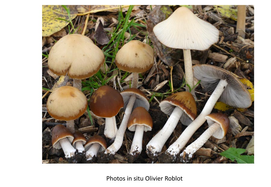 Psathyrella tephrophylla