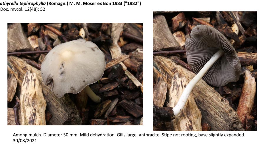 Psathyrella tephrophylla