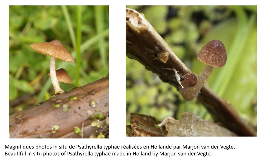 Psathyrella typhae