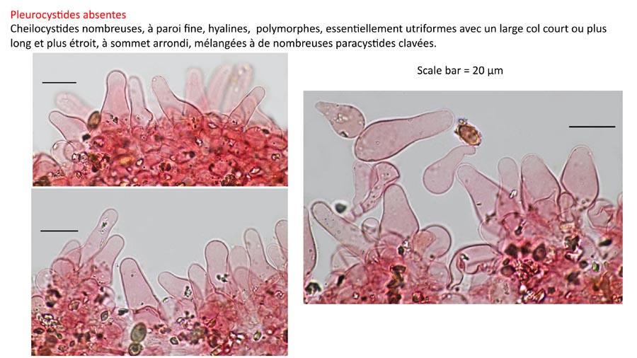 Psathyrella typhae