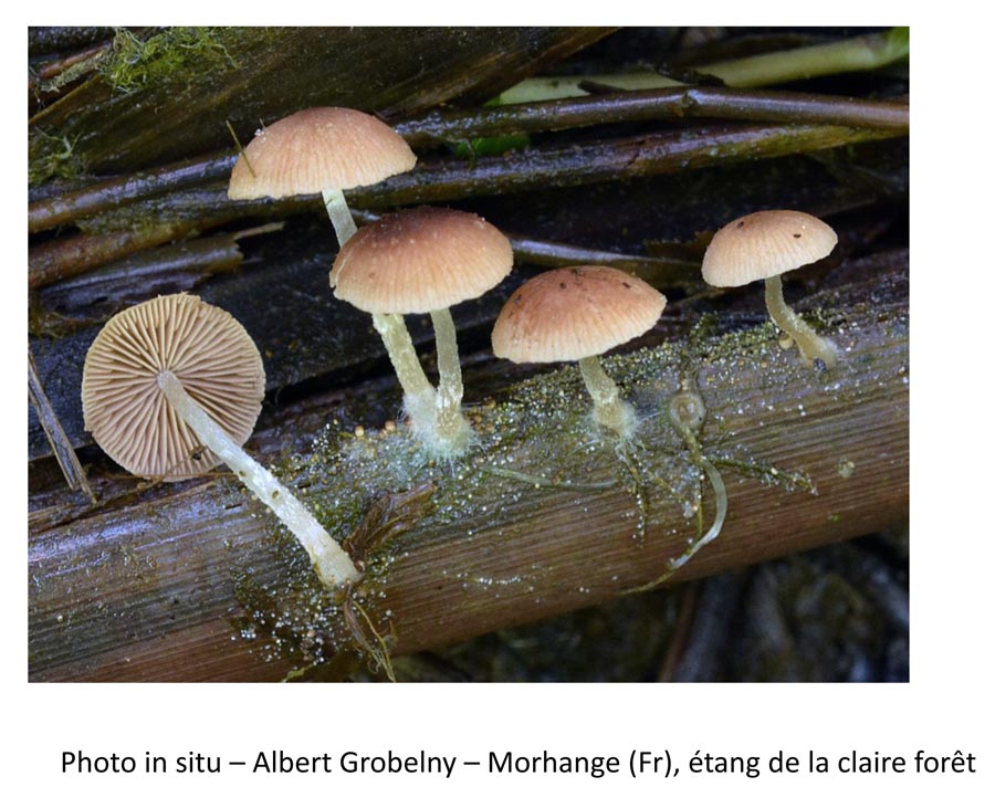 Psathyrella typhae