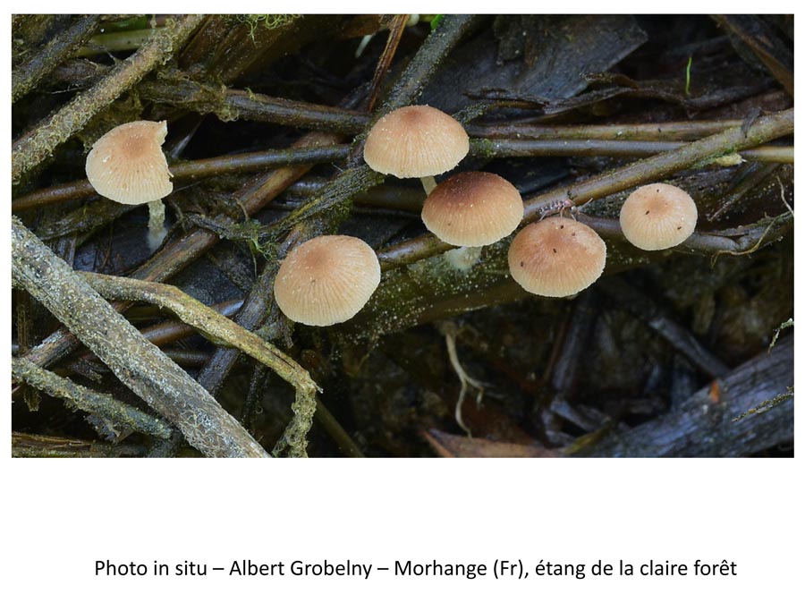 Psathyrella typhae