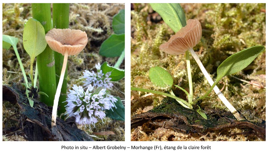 Psathyrella typhae