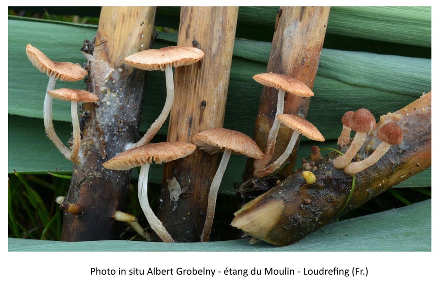 Psathyrella typhae