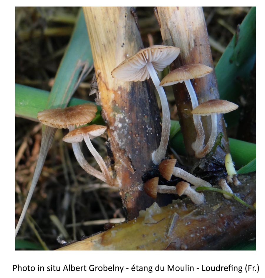 Psathyrella typhae