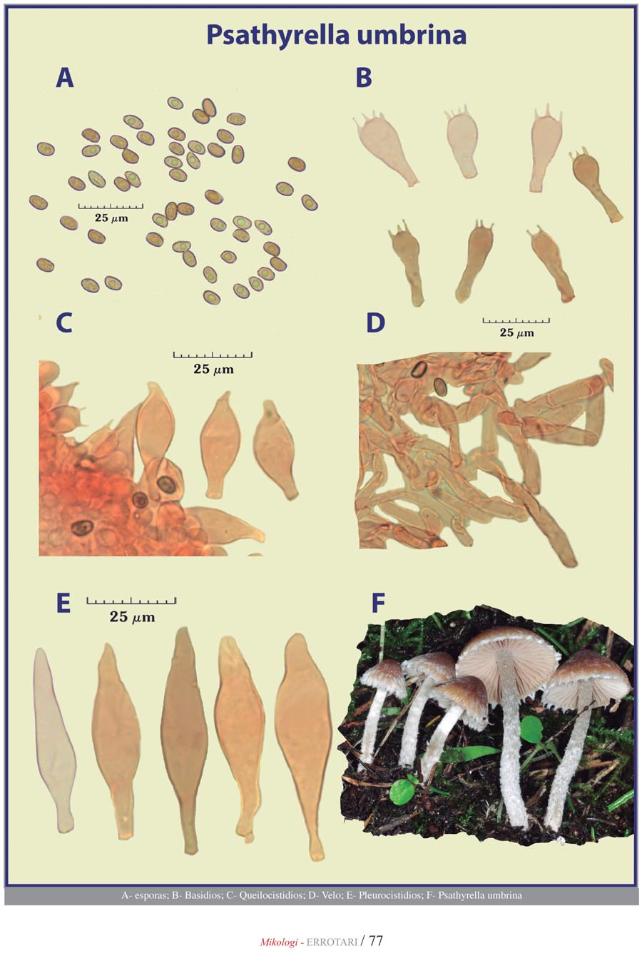 Psathyrella umbrina