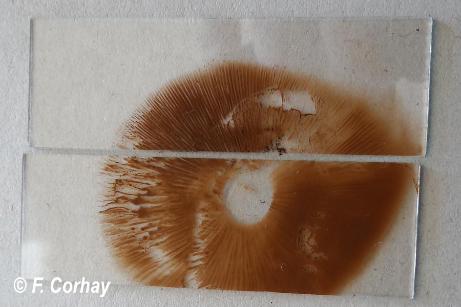 Agrocybe praecox (Agrocybe sphaleromorpha)