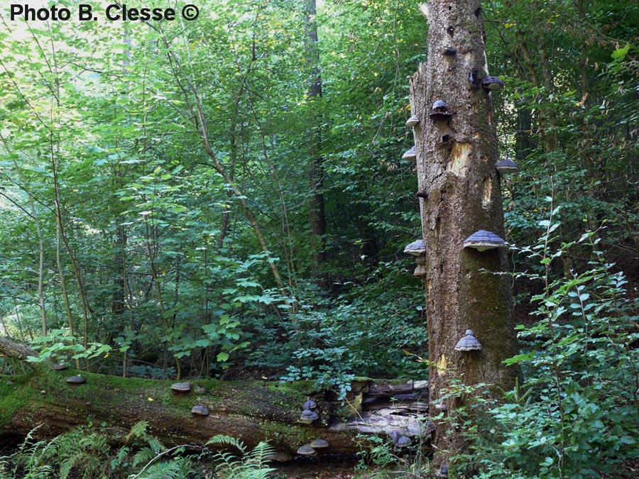 Fomes fomentarius