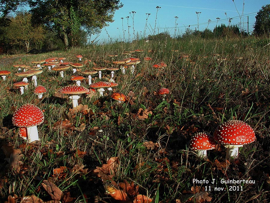 Amanita muscaria