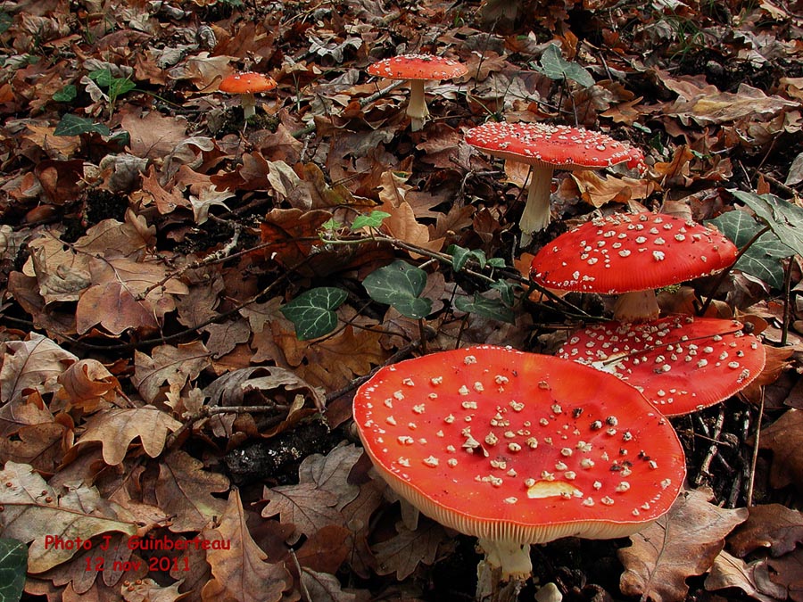 Amanita muscaria