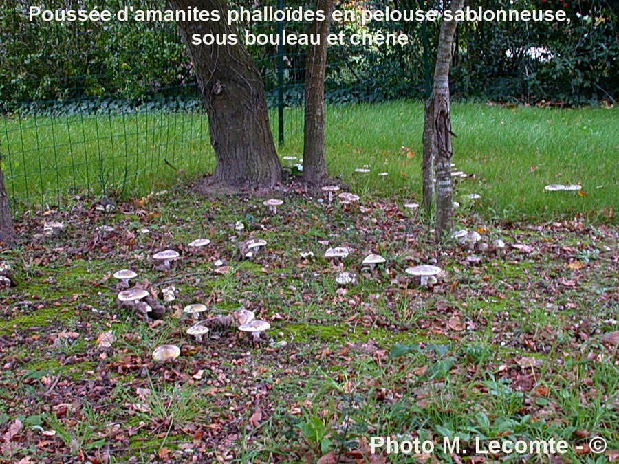 Poussée d'amanites phalloïdes en pelouse sablonneuse sous bouleau et chêne (M. Lecomte)