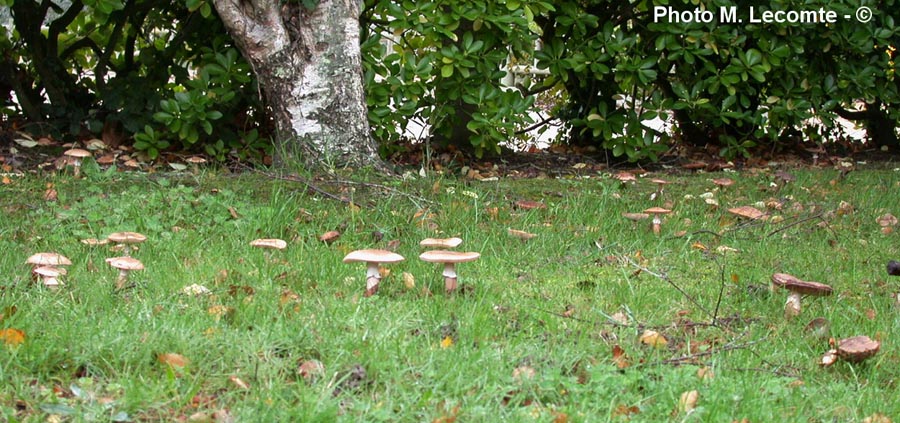 Amanita rubescens