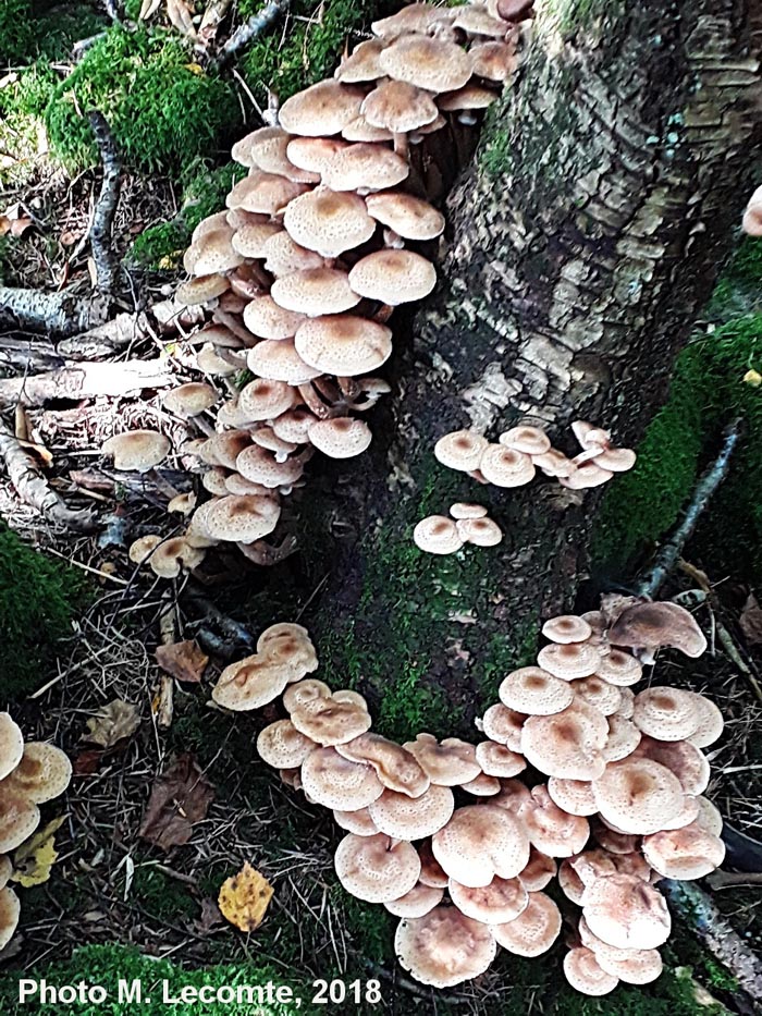 Armillaria sp.