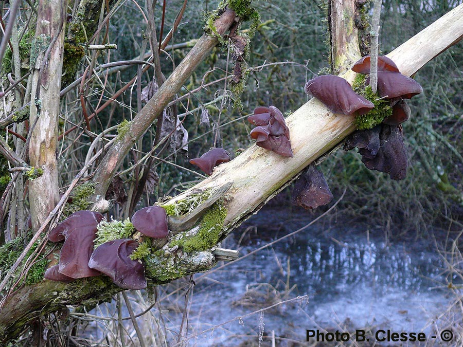 Auricularia auricula-judae