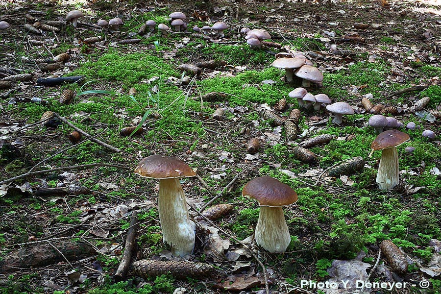 Boletus edulis