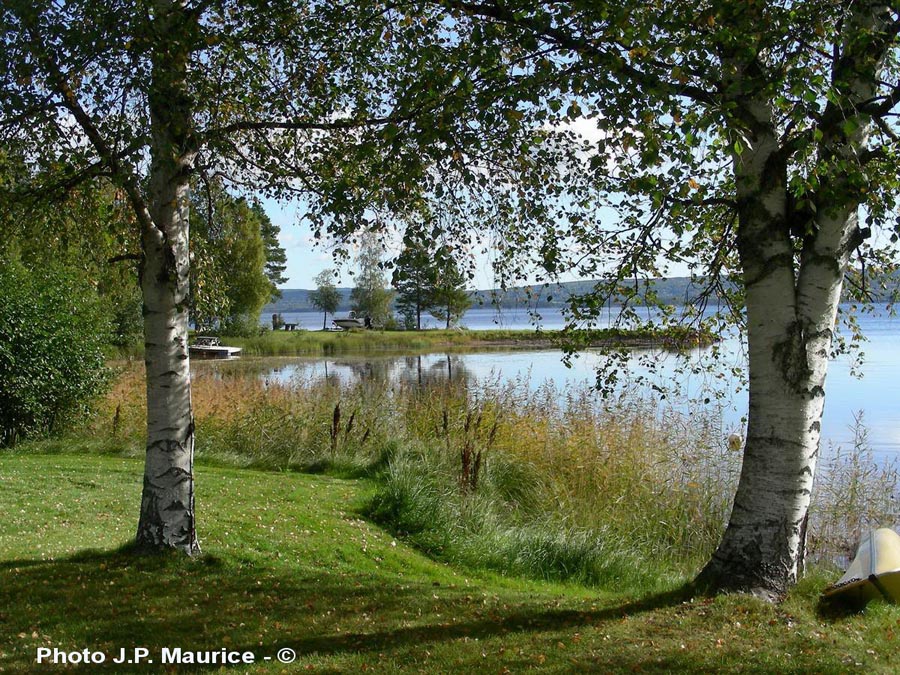 Betula alba