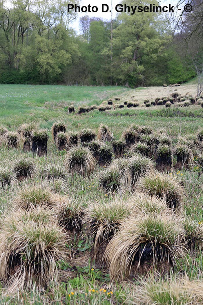 Carex sp.