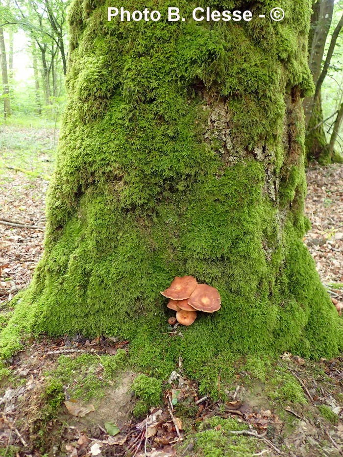 Collybia fusipes