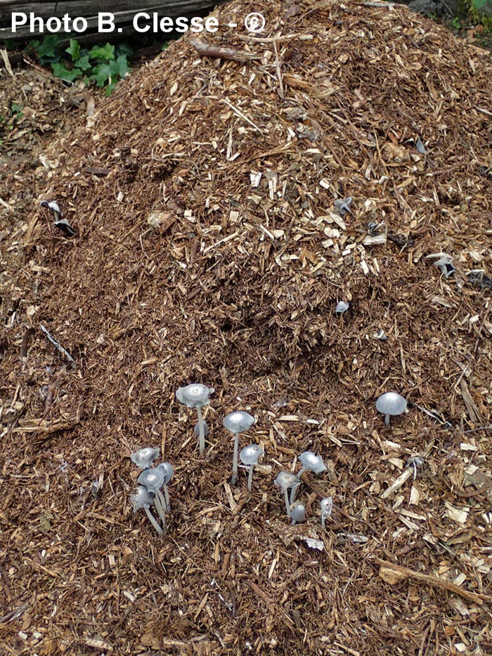 Coprinopsis lagopus