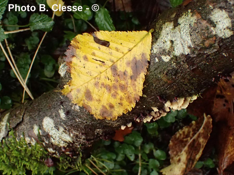 Crepidotus carpaticus