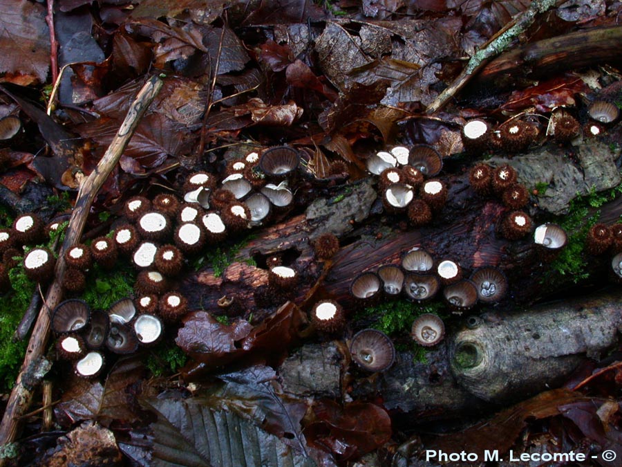 Cyathus striatus