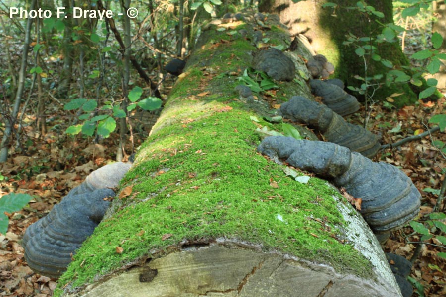 Fomes fomentarius (amadouvier)