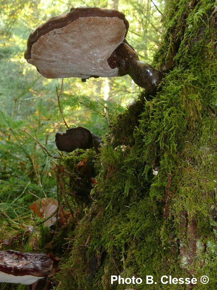 Ganoderma carnosum