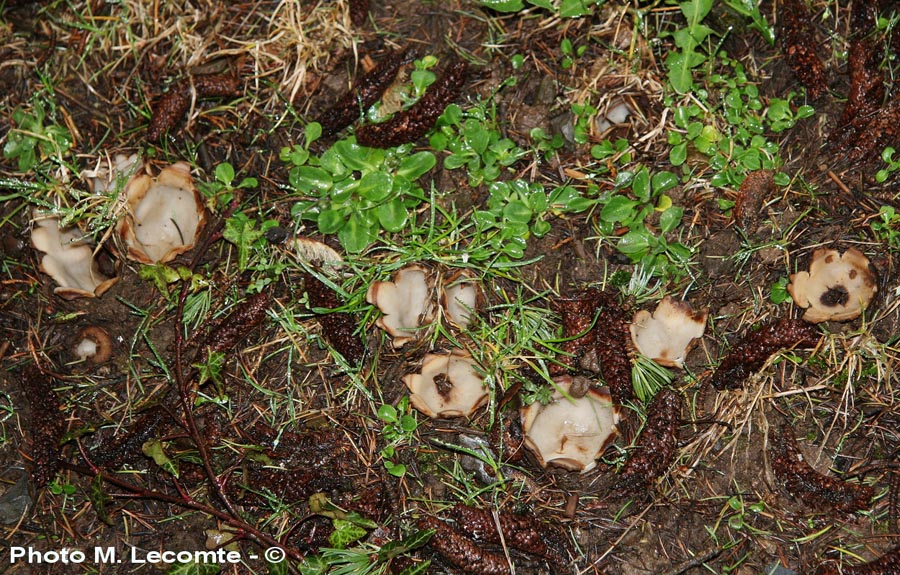 Geopora sumneriana